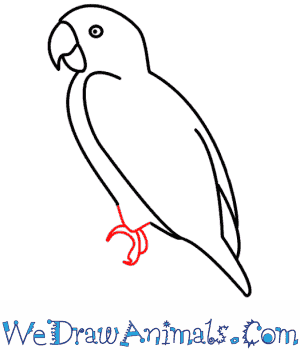 300x350 How To Draw A Parrot - The Parrot Sketch