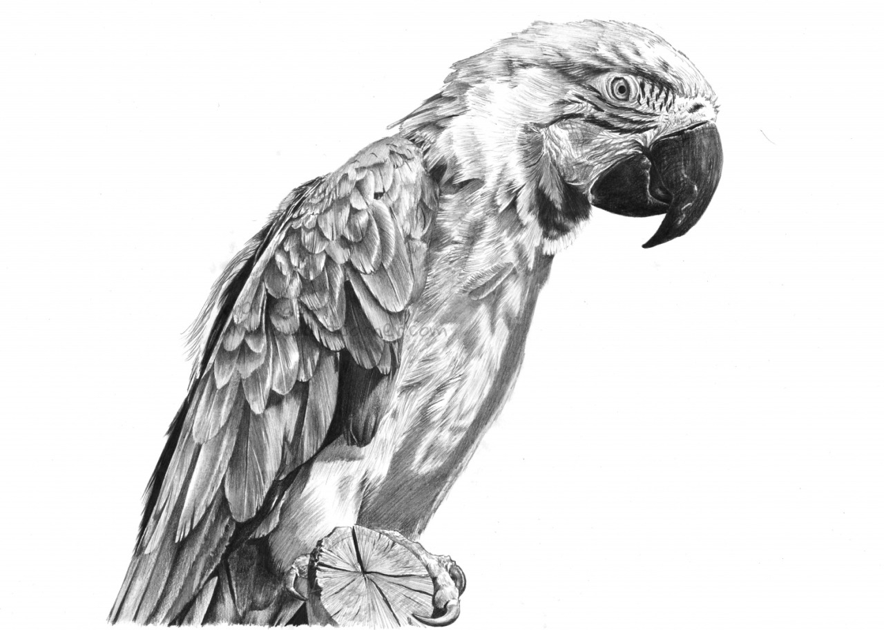 1280x912 Parrot Pencil Sketch - The Parrot Sketch
