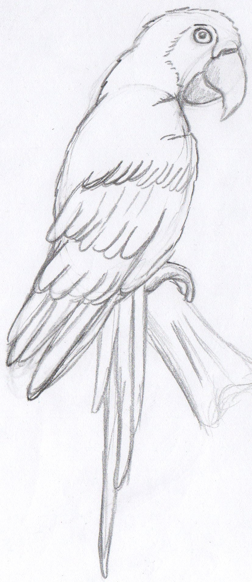 827x1908 Parrot Sketch Drawing Pencil Sketch Of Parrot Drawn Parrot Sketch - The Parrot Sketch