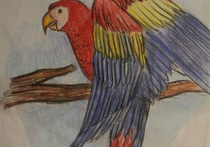300x210 Parrot Sketch Drawing Sketch Birds Drawing Pencil Sketch Of Parrot - The Parrot Sketch