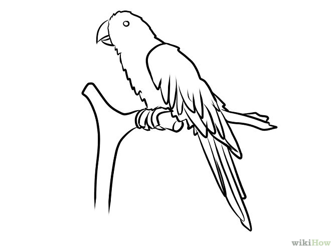 670x503 Parrot Sketch - The Parrot Sketch