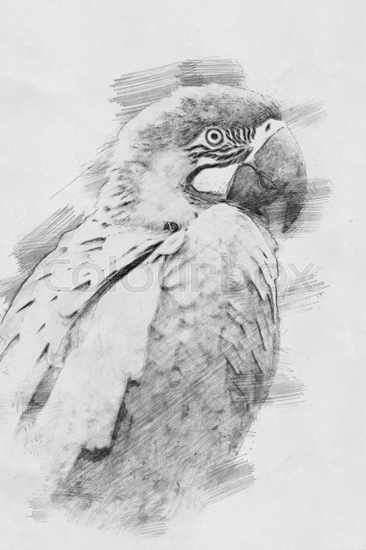 533x800 Parrot. Black And White Sketch With Pencil Stock Photo Colourbox - The Parrot Sketch
