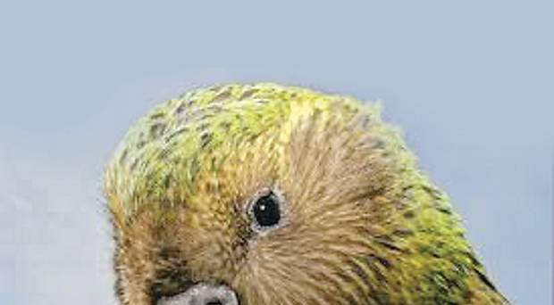 620x342 A Dead Parrot Sketch That I Pray Will Never Be Acted Out - The Parrot Sketch