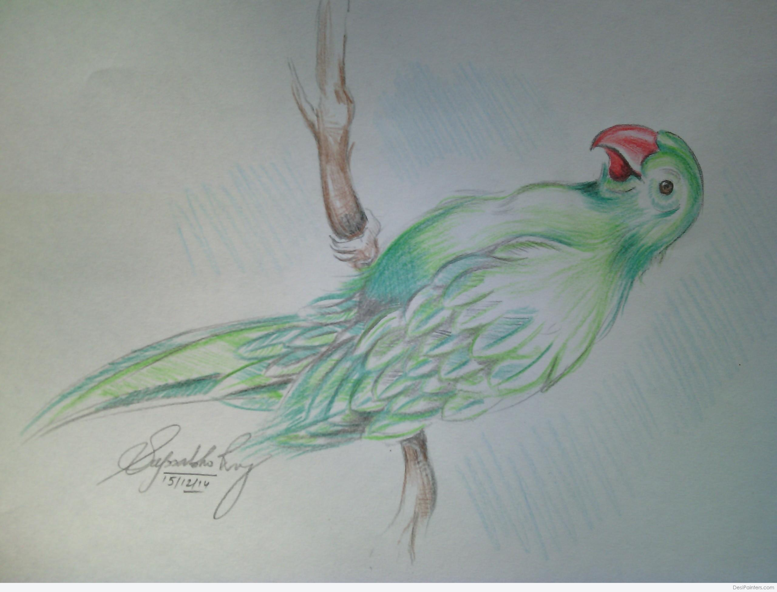 2560x1950 Pencil Painting Of Parrot Pencil Color Sketch Pencil Sketch Of - The Parrot Sketch