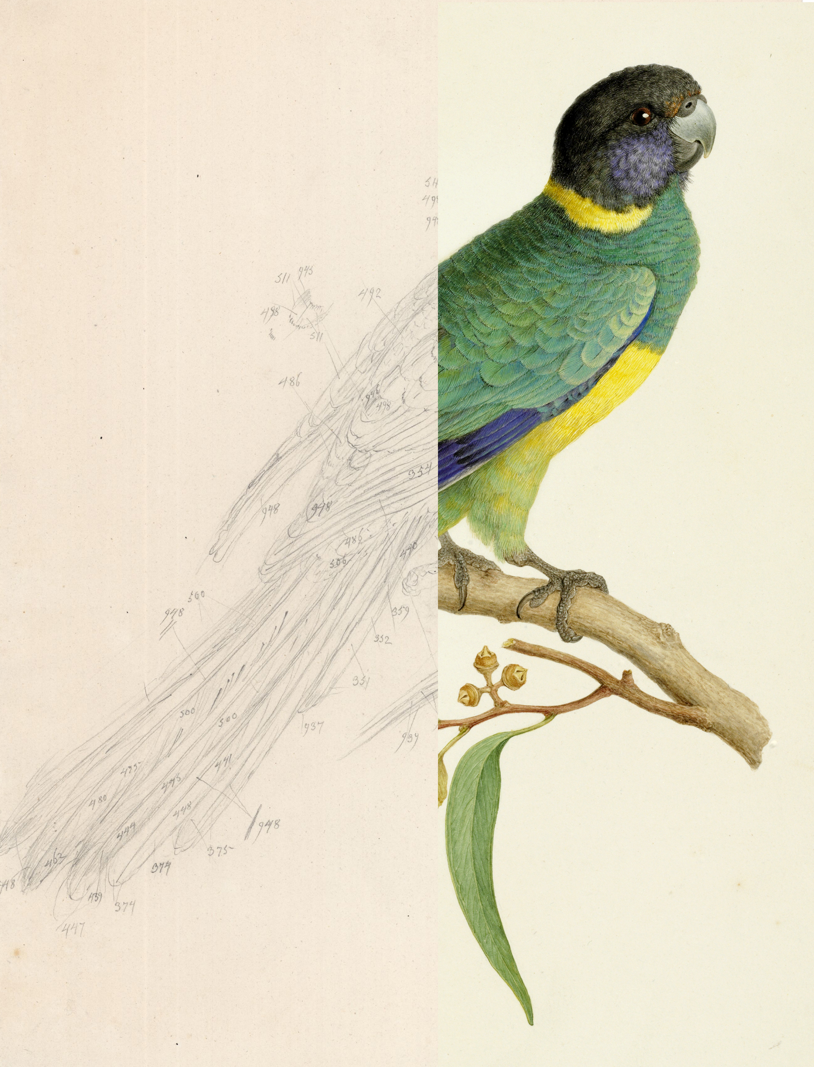 2615x3426 Port Lincoln Parrot With Sketch - The Parrot Sketch