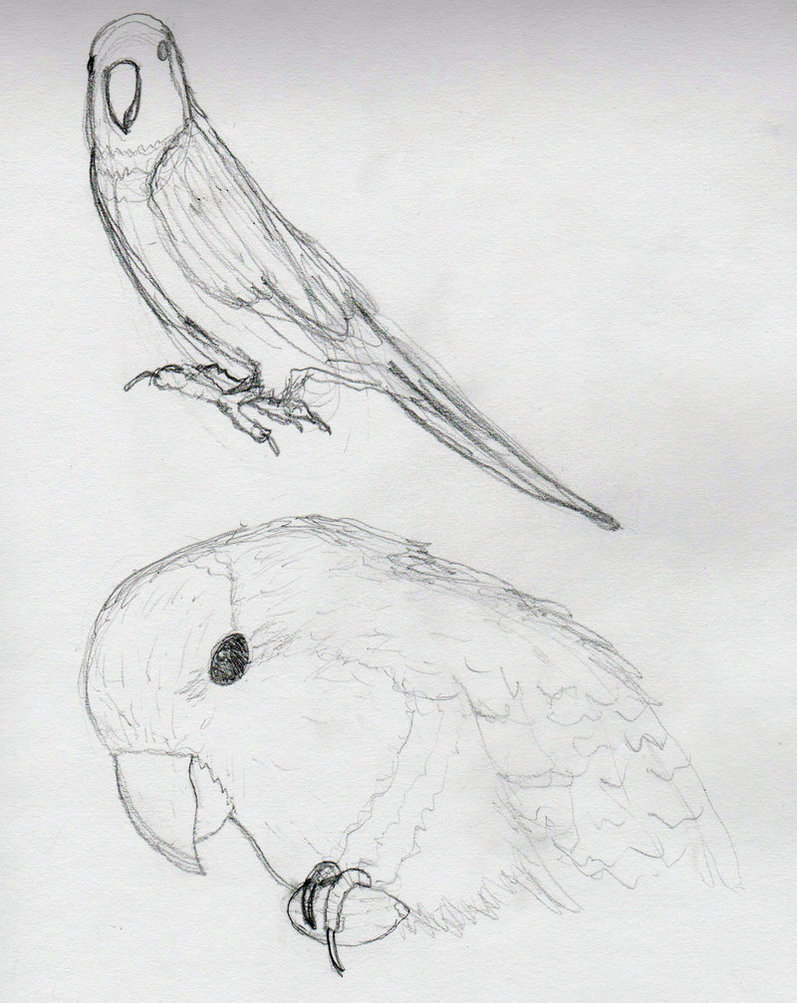 797x1003 Quaker Parrot Sketches By Behonkiss - The Parrot Sketch