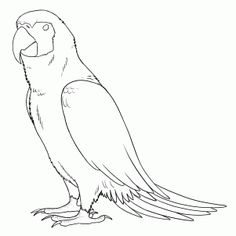 236x236 Steps To Draw A Parrot How To Draw A Parrot (3) Parrots In - The Parrot Sketch