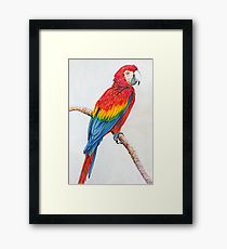 210x230 The Parrot Sketch Gifts Amp Merchandise Redbubble - The Parrot Sketch