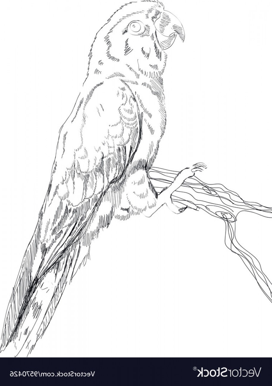 914x1296 Black And White Sketch Of A Macaw Parrot Vector Shopatcloth - The Parrot Sketch