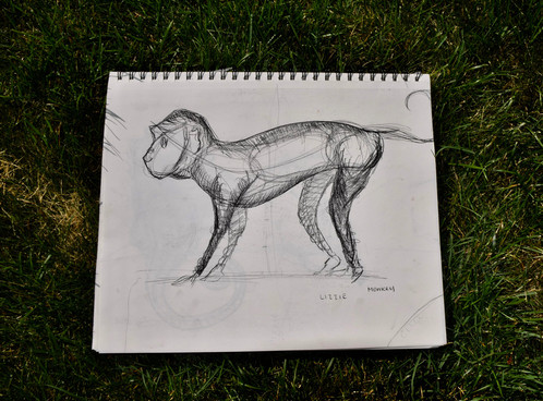 498x368 Monkey Sketch - The Sketch Monkey