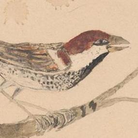 285x285 Theodore Roosevelt - Theodore Roosevelt Sketch