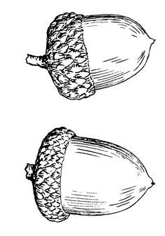 236x337 Acorn Thimble Tattoo - Thimble Sketch