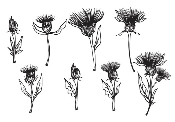 700x490 Free Hand Drawn Thistle Vector - Thistle Sketch