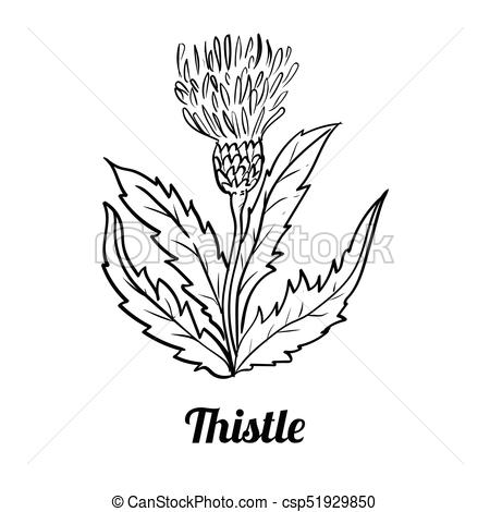 450x470 Hand Drawn Thistle Flower Vector Illustration. Hand Drawing Of - Thistle Sketch
