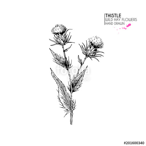 500x500 Hand Drawn Wild Hay Flower. Milk Marian Thistle. Medical Herb - Thistle Sketch