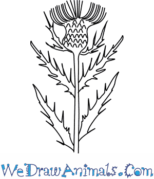 300x350 How To Draw A Thistle Flower - Thistle Sketch