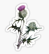 210x230 Scottish Thistle Drawing Stickers Redbubble - Thistle Sketch