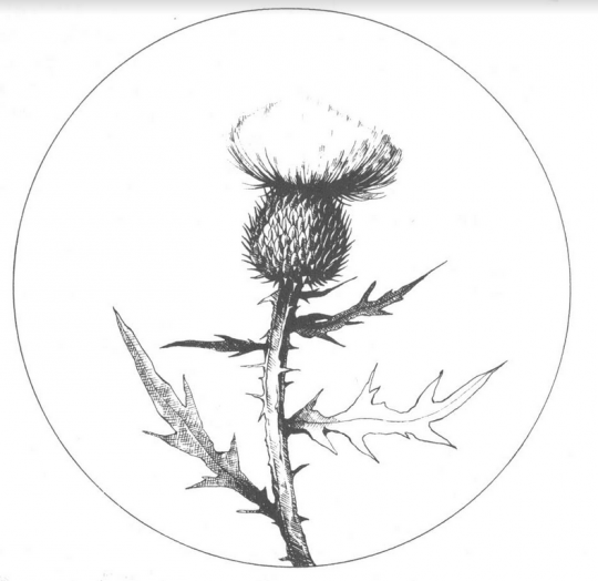 540x524 Thank A (Native) Thistle - Thistle Sketch