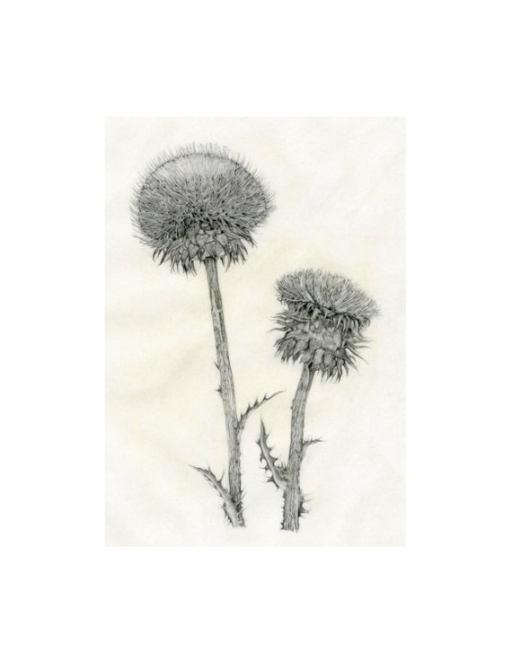 570x738 Thistle Botanical Illustration Print From Pencil Drawing Etsy - Thistle Sketch