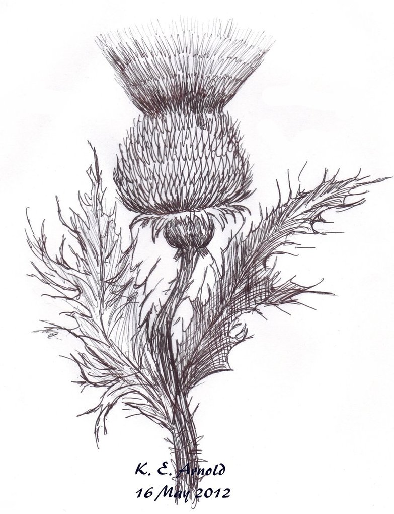 783x1020 Thistle Drawn With An Ink Pen By Kearnold - Thistle Sketch