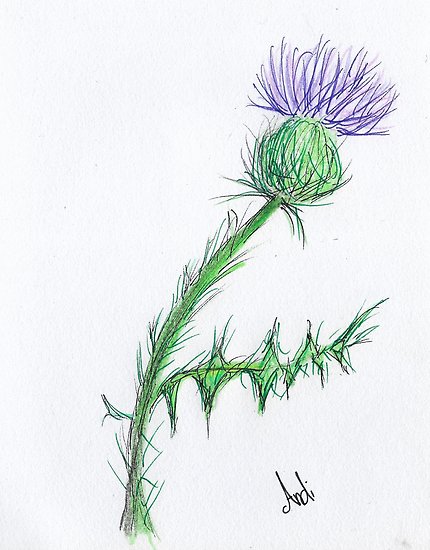 430x550 Thistle Sketch Posters By Andipi Redbubble - Thistle Sketch
