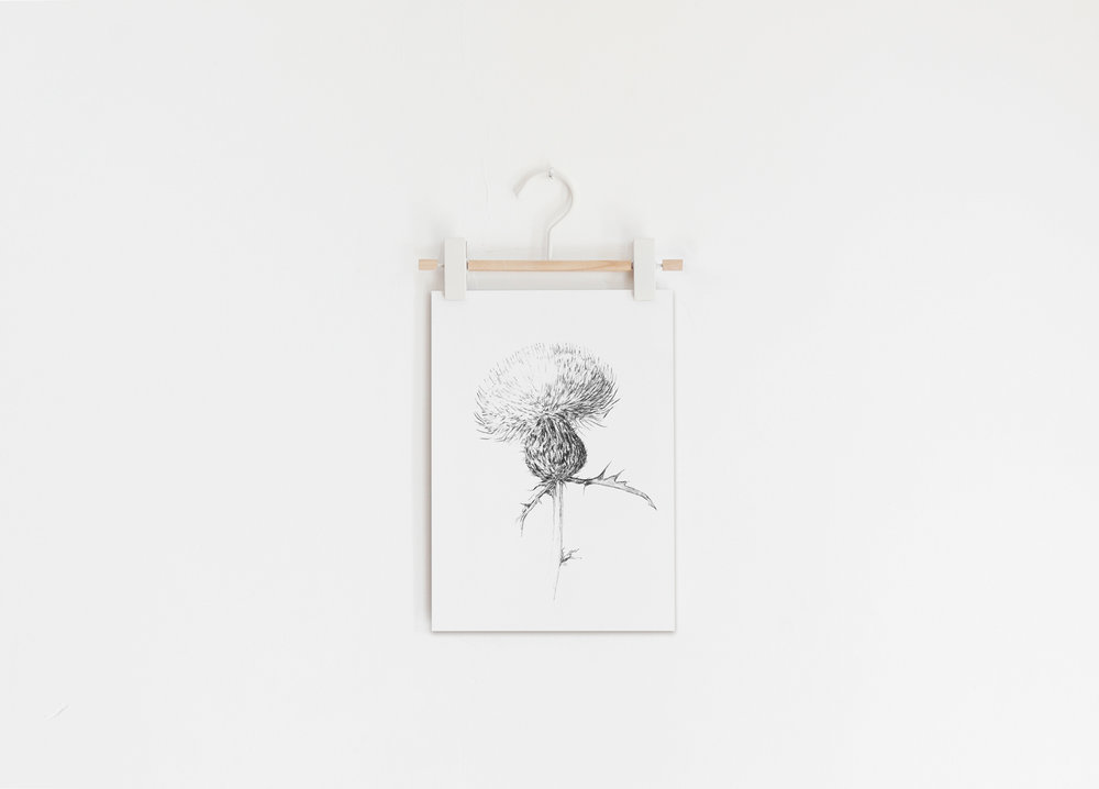 1000x718 Thistle Sketch Rebecca Weller - Thistle Sketch