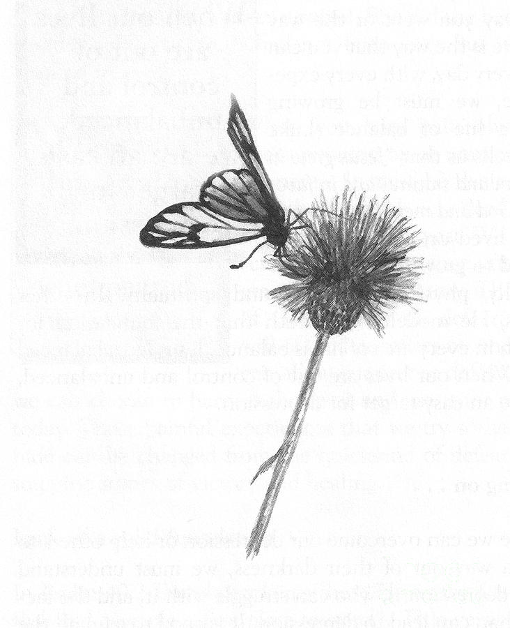 732x900 Butterfly On A Thistle Drawing By Rc Art And Photography - Thistle Sketch