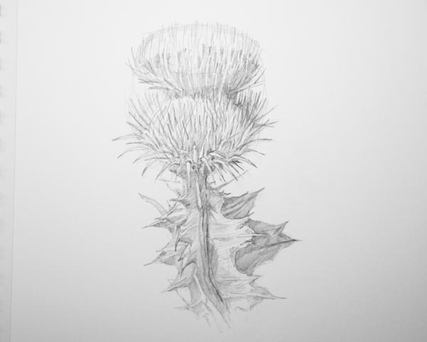 600x480 A Sequence Of Photos Of The Process - Thistle Sketch
