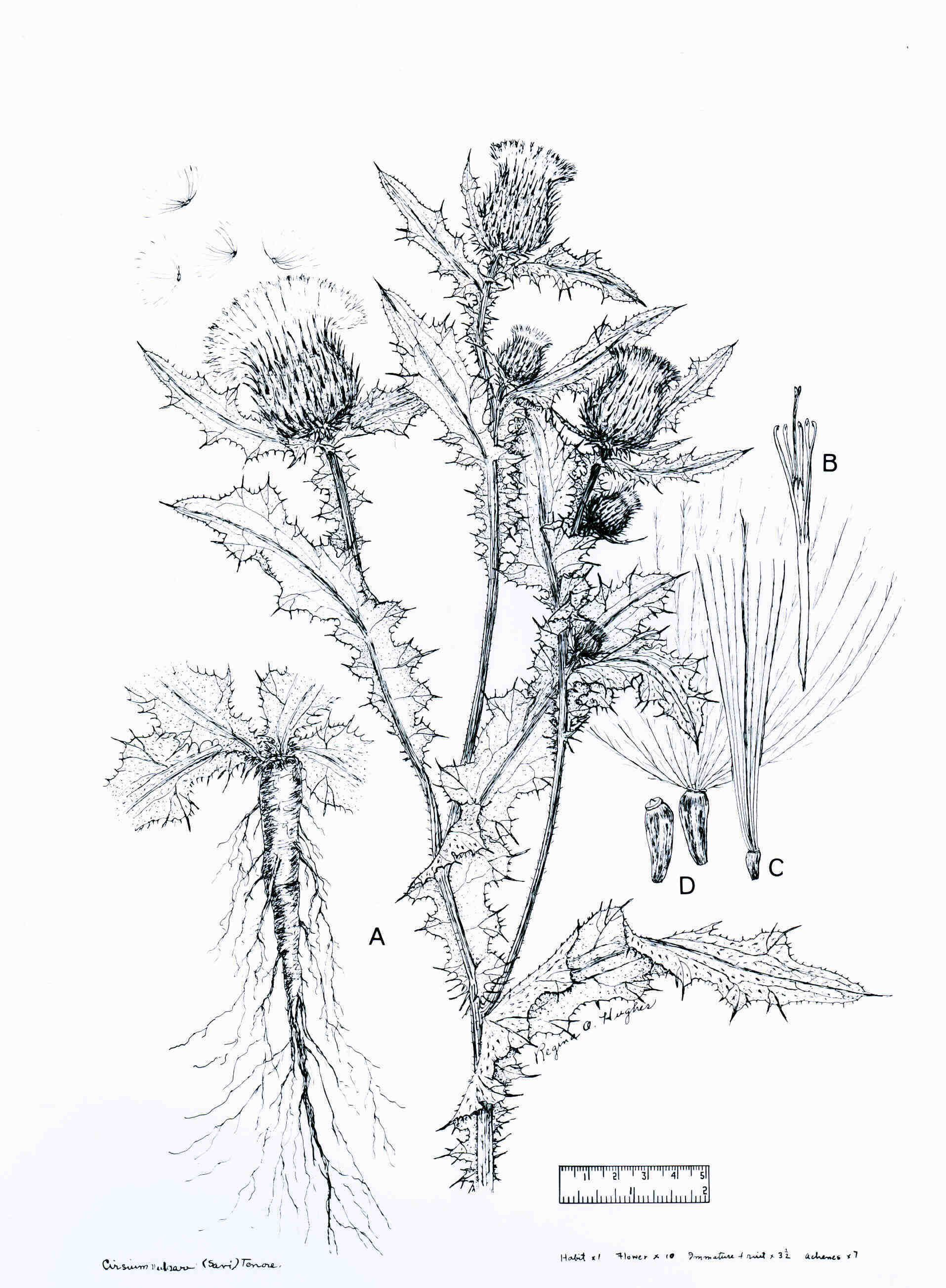 1914x2604 Bull Thistle Web Page - Thistle Sketch