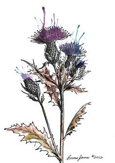 236x333 Vintage Thistle Drawing - Thistle Sketch