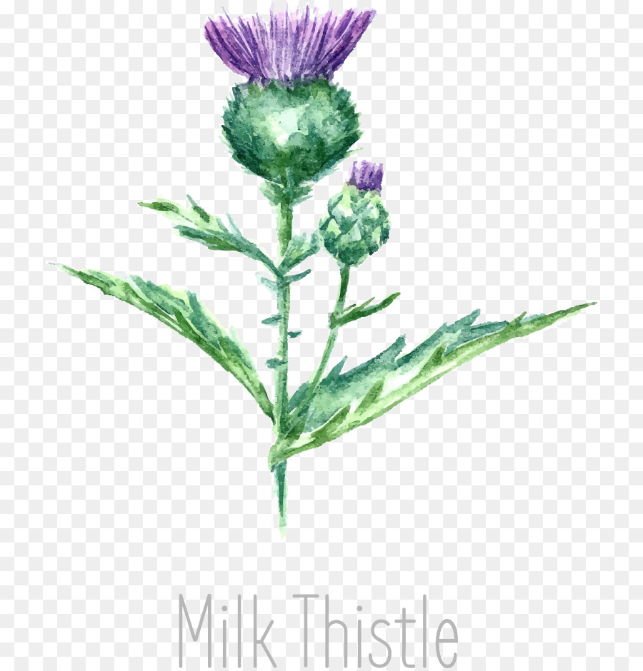 900x940 Drawing Milk Thistle Watercolor Painting - Thistle Sketch