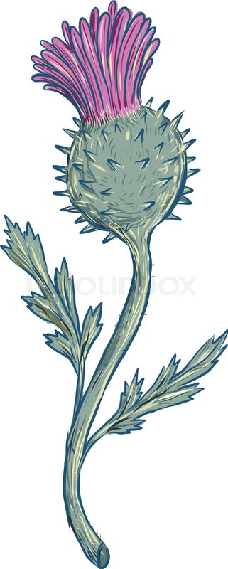 321x800 Drawing Sketch Style Illustration Of Scottish Thistle, A Flowering - Thistle Sketch