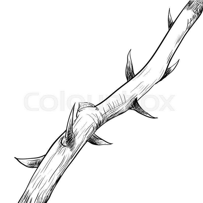 800x800 Hand Drawing Of Thorn. Black And White Simple Line Vector - Thorn Sketch