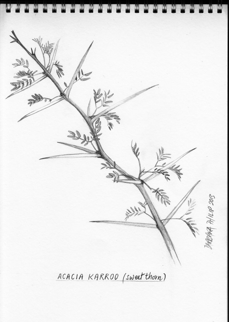 800x1124 Acacia Karroo Sweet Thorn. Pencil Sketch. Starlight Boma - Thorn Sketch