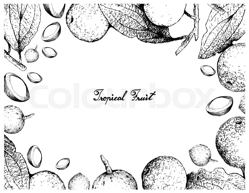 800x622 Tropical Fruit, Illustration Of Hand Drawn Sketch Buffalo Thorn Or - Thorn Sketch