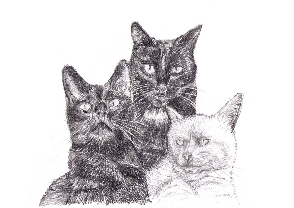1000x709 Drawing Commission Of Three Cats In Ballpoint Pen One Drawing Daily - Three Sketch