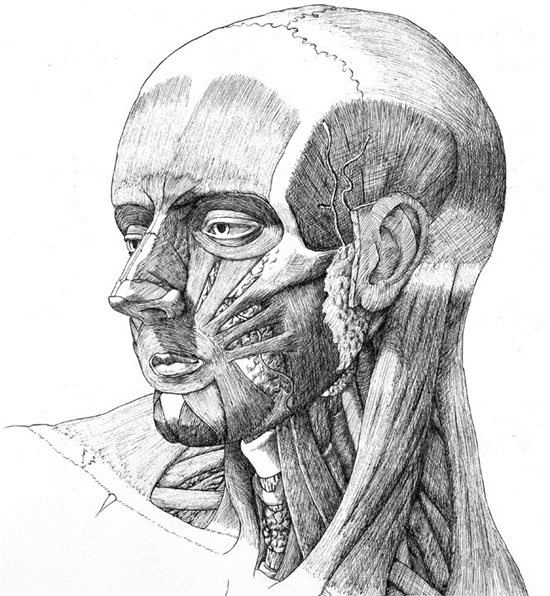 550x596 Drawing Basics How To Make Sense Of All Those Bumps And Ridges - Throat Sketch