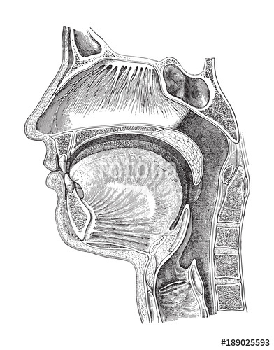392x500 Human Head Anatomy - Throat Sketch