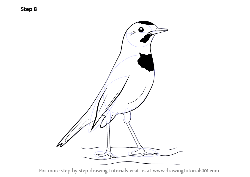 842x596 Learn How To Draw A Bluethroat (Birds) Step By Step Drawing - Throat Sketch