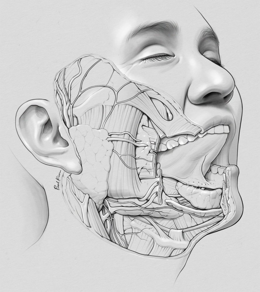 890x1000 Sketchesstoryboards Paul Kim Medical Illustration - Throat Sketch