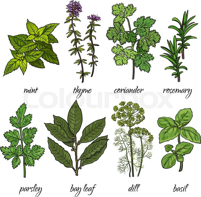 800x783 Set Of Cooking Herbs - Thyme Sketch