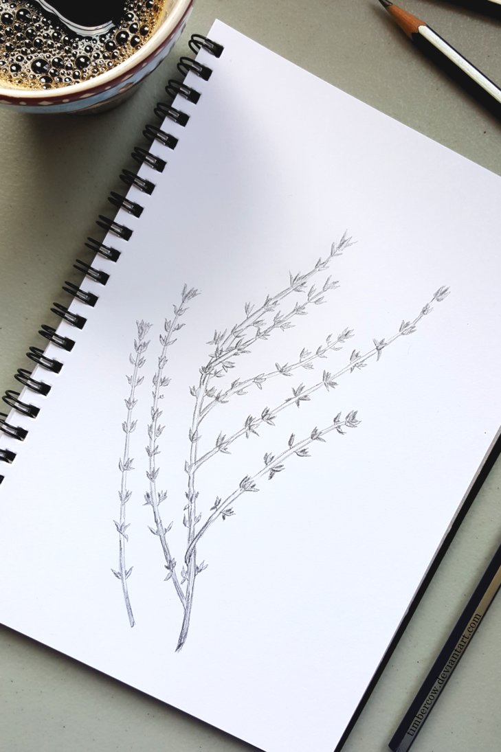 729x1095 Thyme Sketch By Timbercow - Thyme Sketch