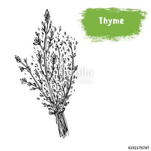 500x500 Thyme Hand Drawn Sketch. Vintage Vector Illustration. Label Or - Thyme Sketch