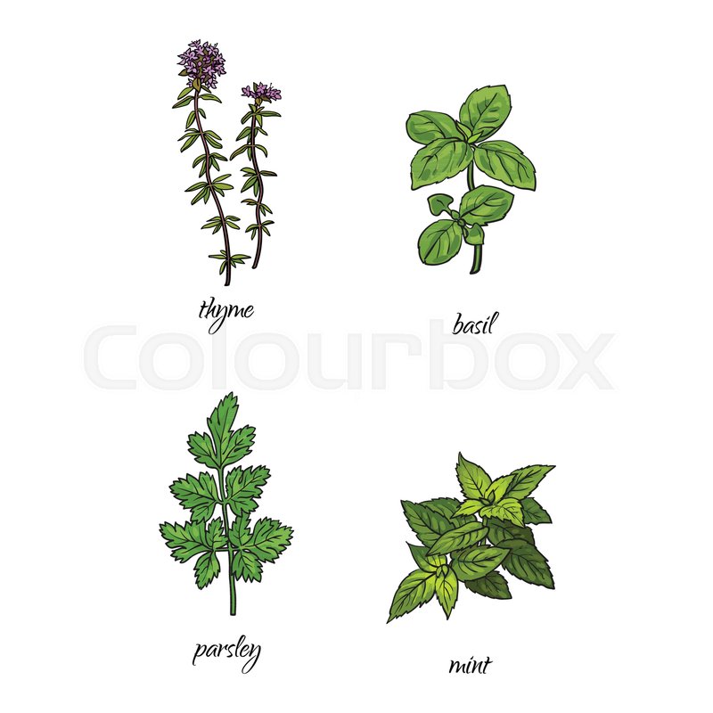 800x800 Vector Flat Cartoon Sketch Style Hand Drawn Spices , Seasoning - Thyme Sketch