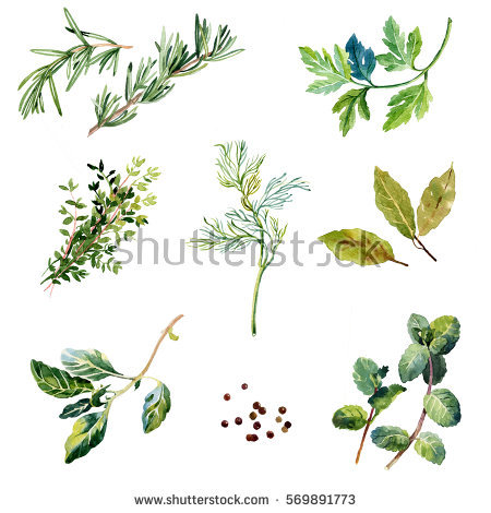 450x470 Drawn Herbs Thyme - Thyme Sketch