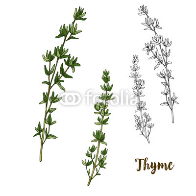 400x400 Full Color Realistic Sketch Illustration Of Thyme Buy Photos - Thyme Sketch