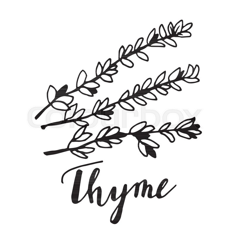 800x800 Hand Drawn Thyme Plant With Leaves Isolated On White Background - Thyme Sketch