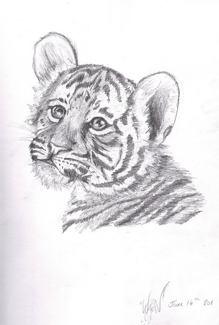 733x1089 Drawing Tiger Cub Sketch - Tiger Cub Sketch