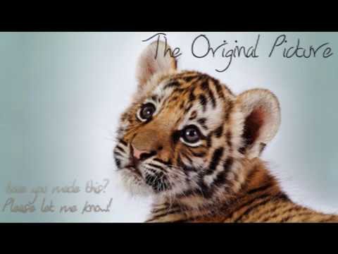 480x360 Drawing A Tiger Cub - Tiger Cub Sketch