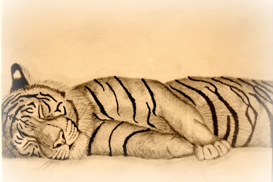 900x599 Drawn Tiger Sleeping Tiger - Tiger Cub Sketch